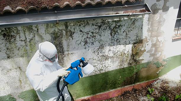 Top rated local Crawl Space Mold Remediation specialists in Stanwood, MI